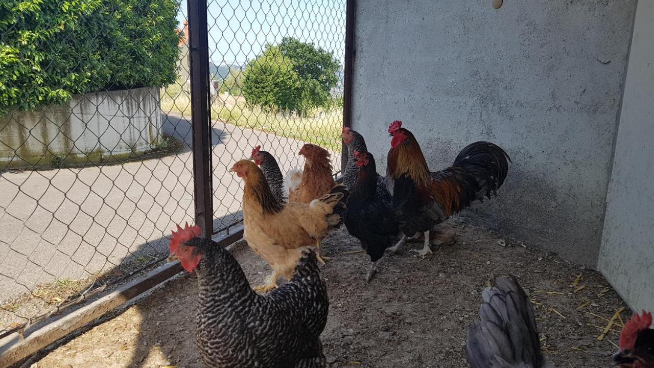Apartma Panorama Marezige Kültér fotó